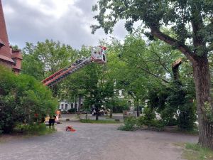 Das Bild zeigt den Platz vor der Kirche mit einem riesigen abgebrochenen Ast, der auf einem weiteren Baum liegt. An der Seite liegt eine Säge.